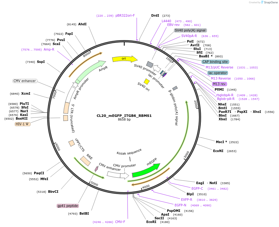 205831-plasmid-map-sequence-id-407525
