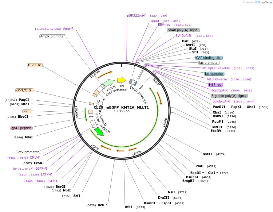 205842-plasmid-map-sequence-id-407529