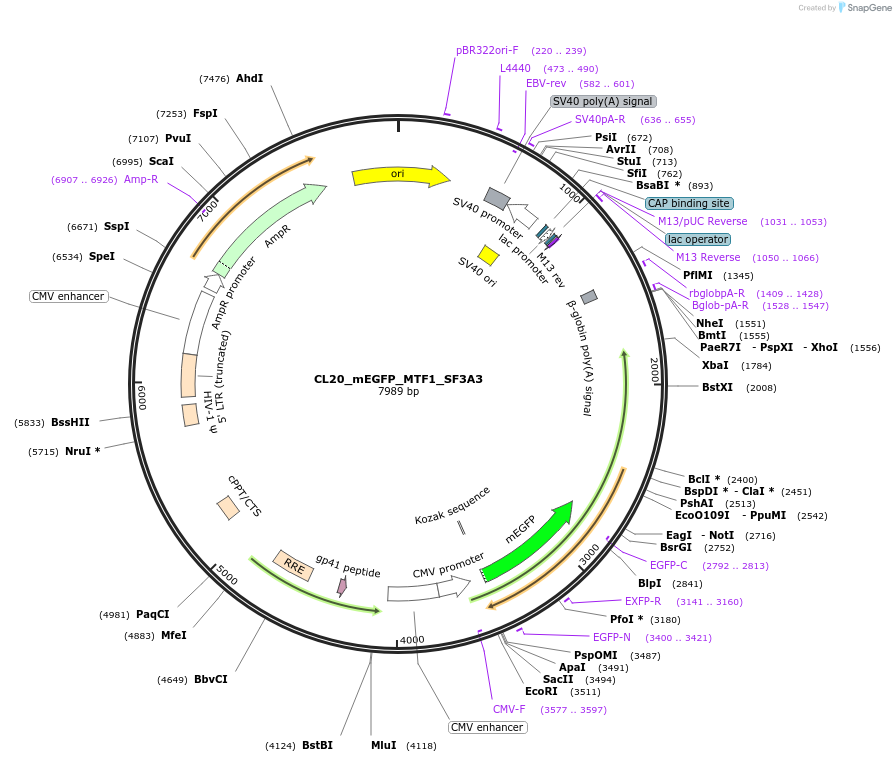 205861-plasmid-map-sequence-id-407533