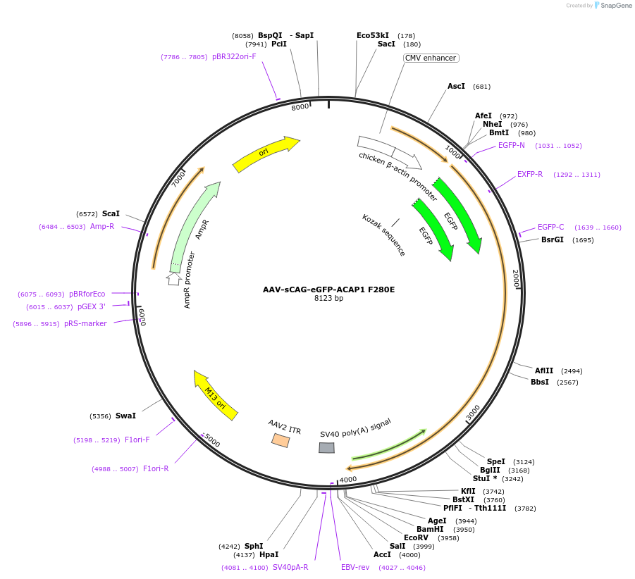 203801-plasmid-map-sequence-id-407576