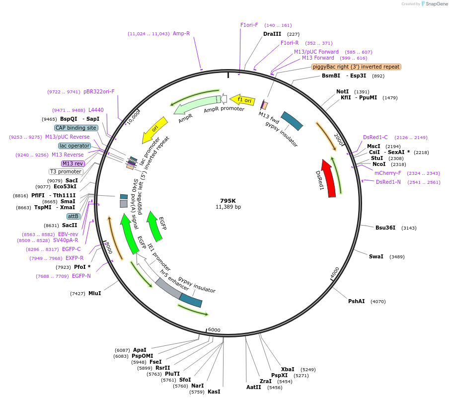 205485-plasmid-map-sequence-id-407585