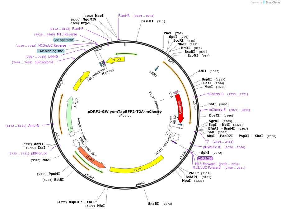 205493-plasmid-map-sequence-id-407586