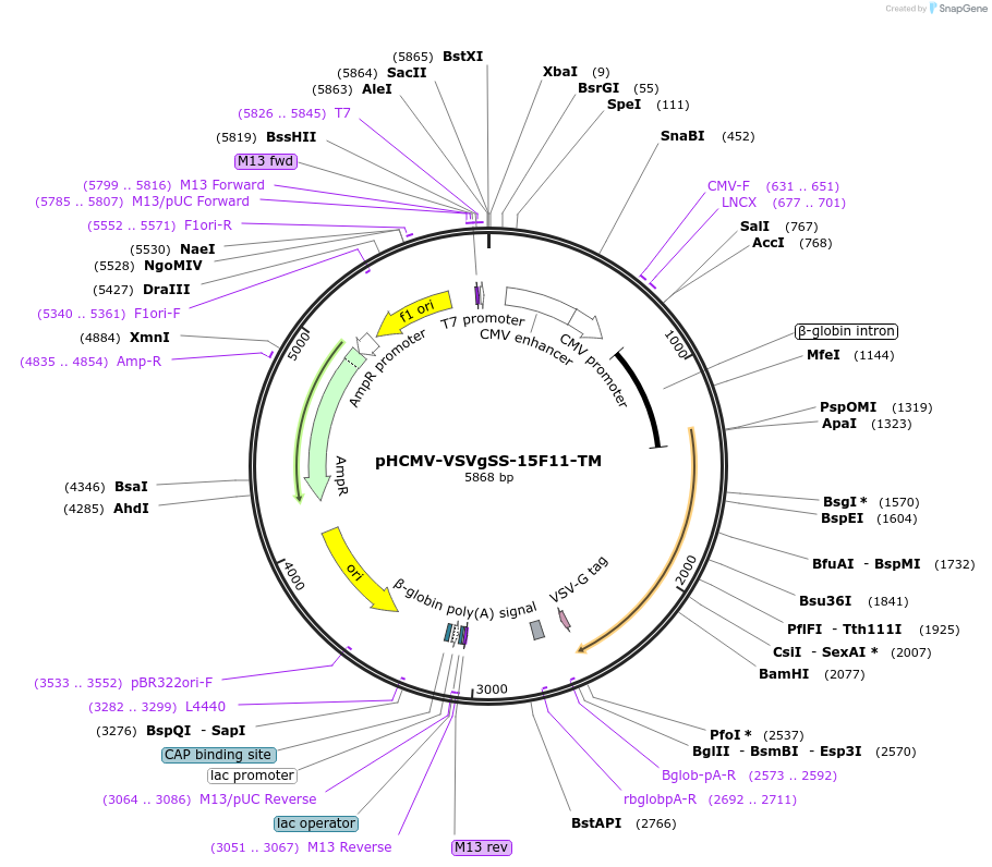 207317-plasmid-map-sequence-id-407587