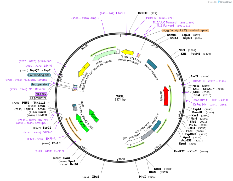 205486-plasmid-map-sequence-id-407588