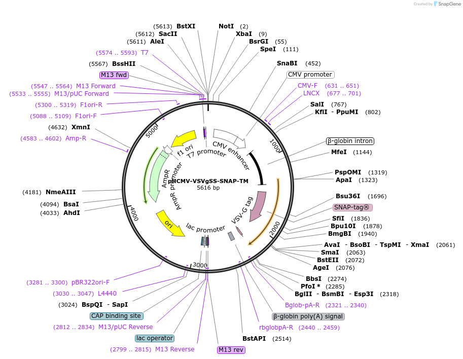 207319-plasmid-map-sequence-id-407591