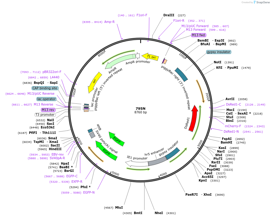 205488-plasmid-map-sequence-id-407593