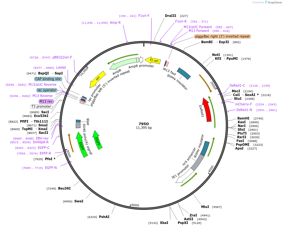 205489-plasmid-map-sequence-id-407600
