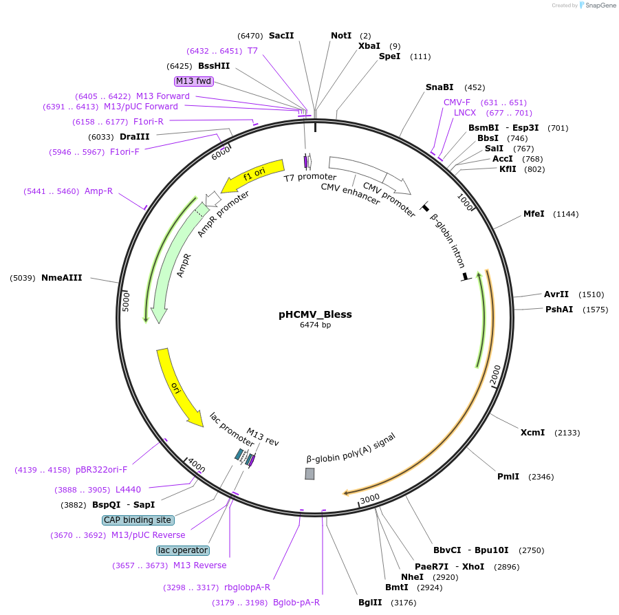 207255-plasmid-map-sequence-id-407604