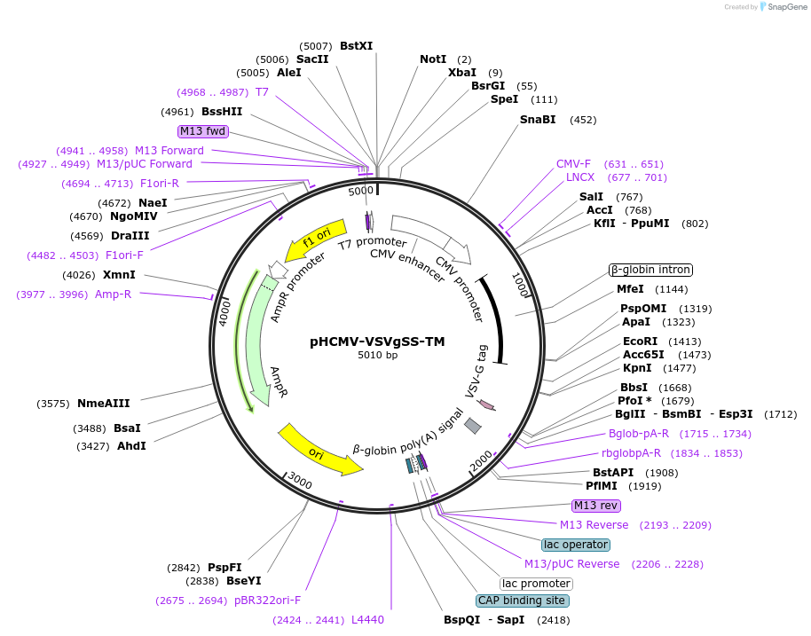 207320-plasmid-map-sequence-id-407608