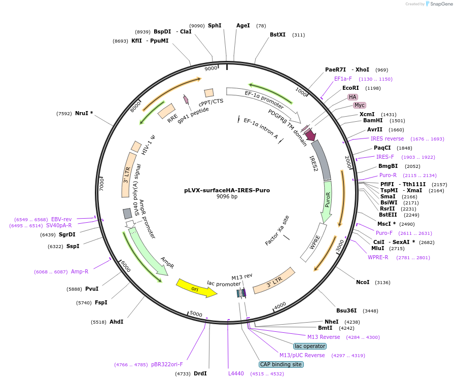 207321-plasmid-map-sequence-id-407609