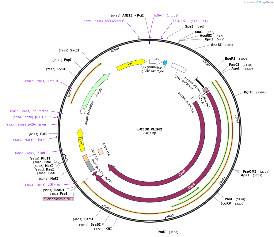 202196-plasmid-map-sequence-id-407627