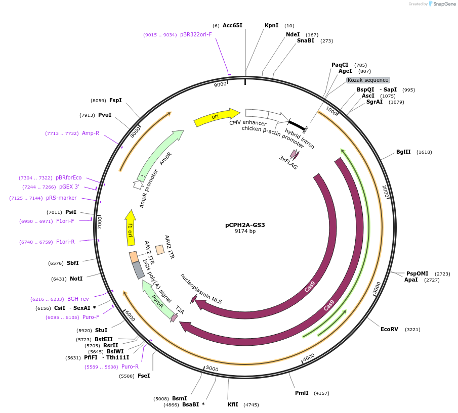 204753-plasmid-map-sequence-id-407632