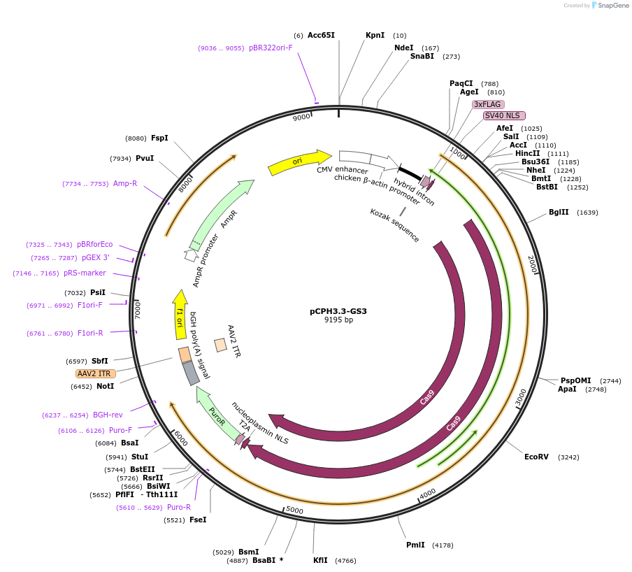 204764-plasmid-map-sequence-id-407636