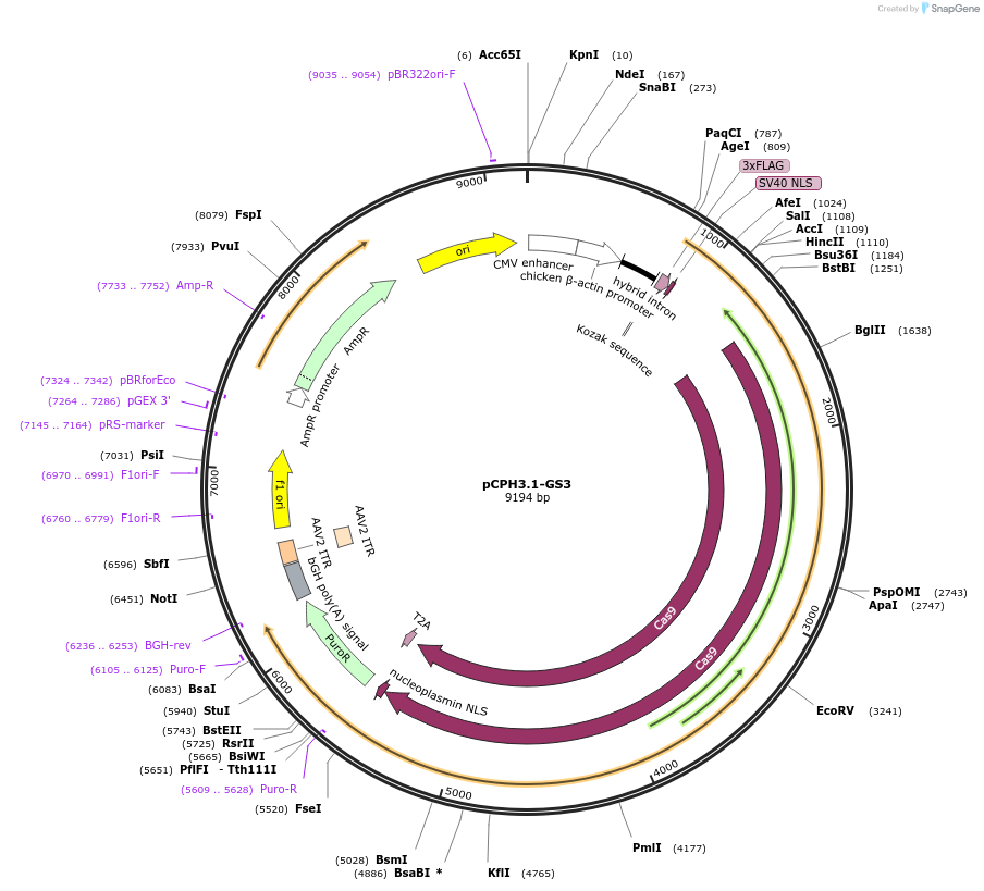 204762-plasmid-map-sequence-id-407647