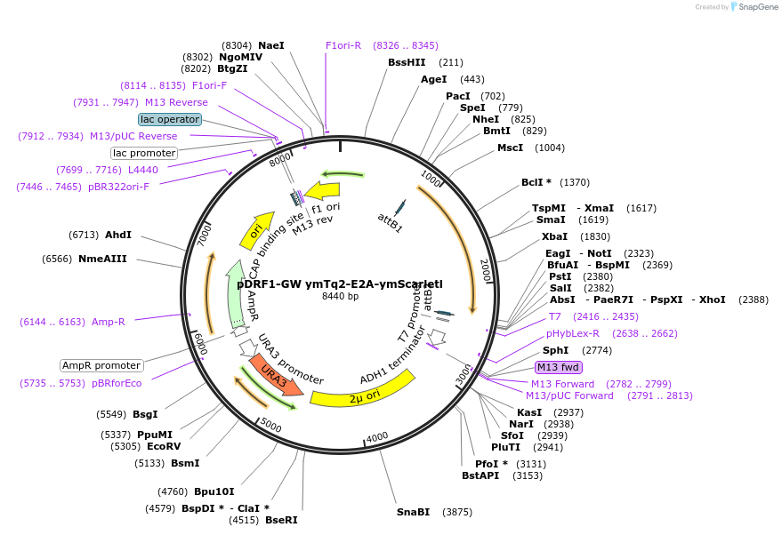205510-plasmid-map-sequence-id-407652