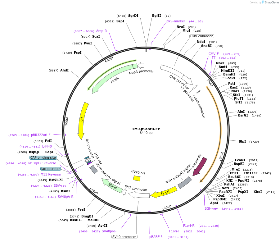206951-plasmid-map-sequence-id-407709