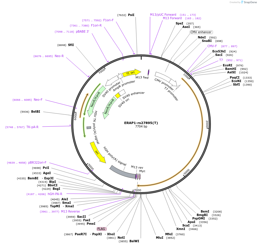 206143-plasmid-map-sequence-id-407714
