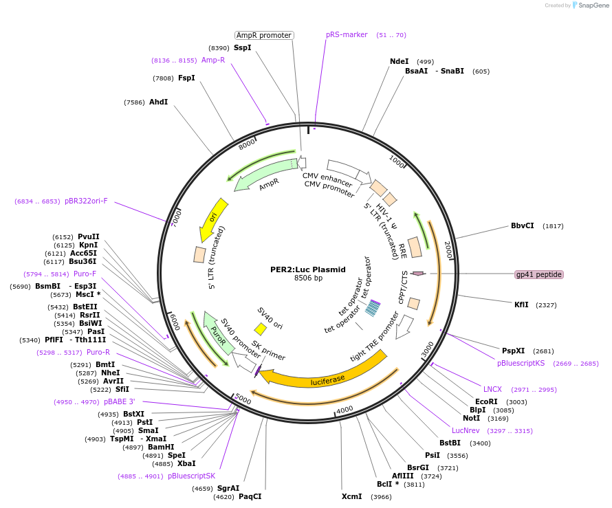 206875-plasmid-map-sequence-id-407718