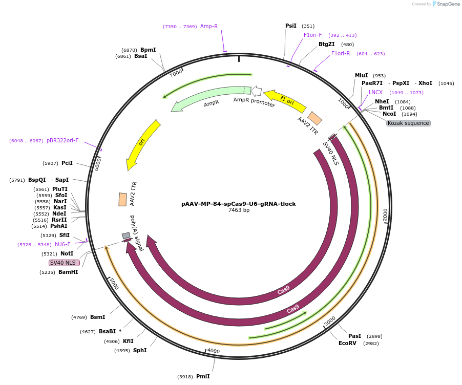 206936-plasmid-map-sequence-id-407723