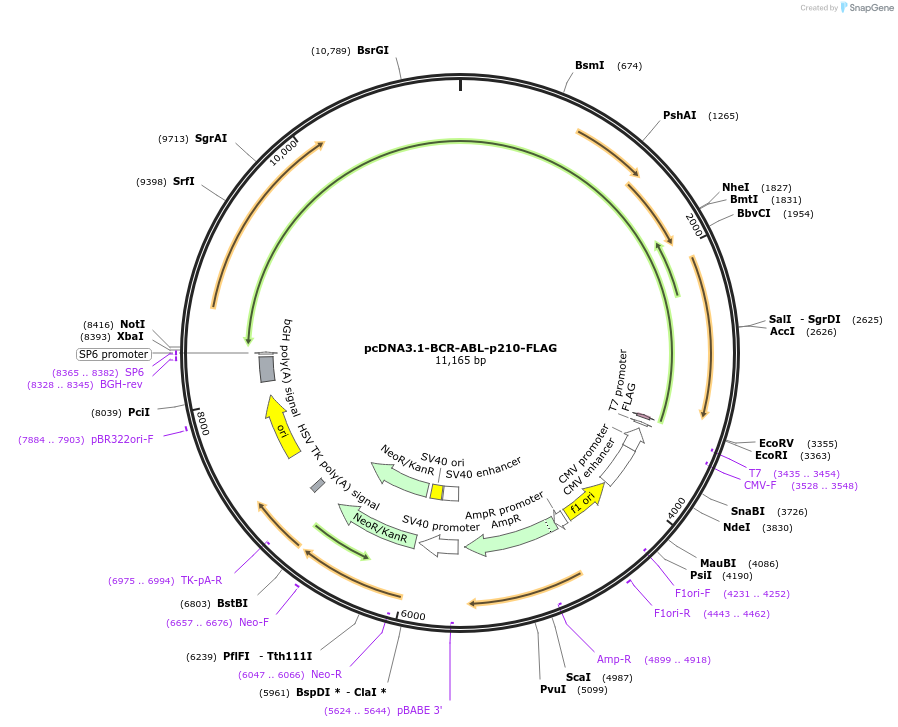 205619-plasmid-map-sequence-id-407735