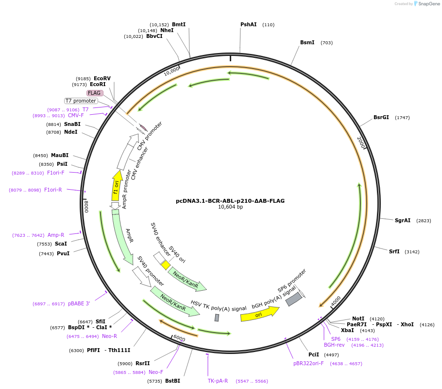 205628-plasmid-map-sequence-id-407736