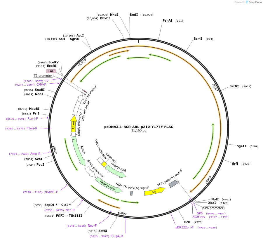 205627-plasmid-map-sequence-id-407737