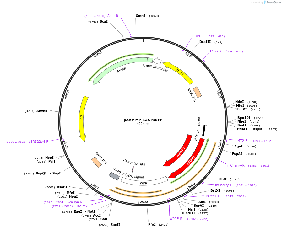 206927-plasmid-map-sequence-id-407771