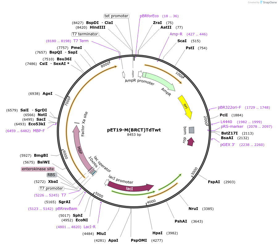 207459-plasmid-map-sequence-id-407774