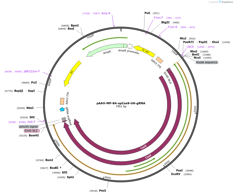 206935-plasmid-map-sequence-id-407781