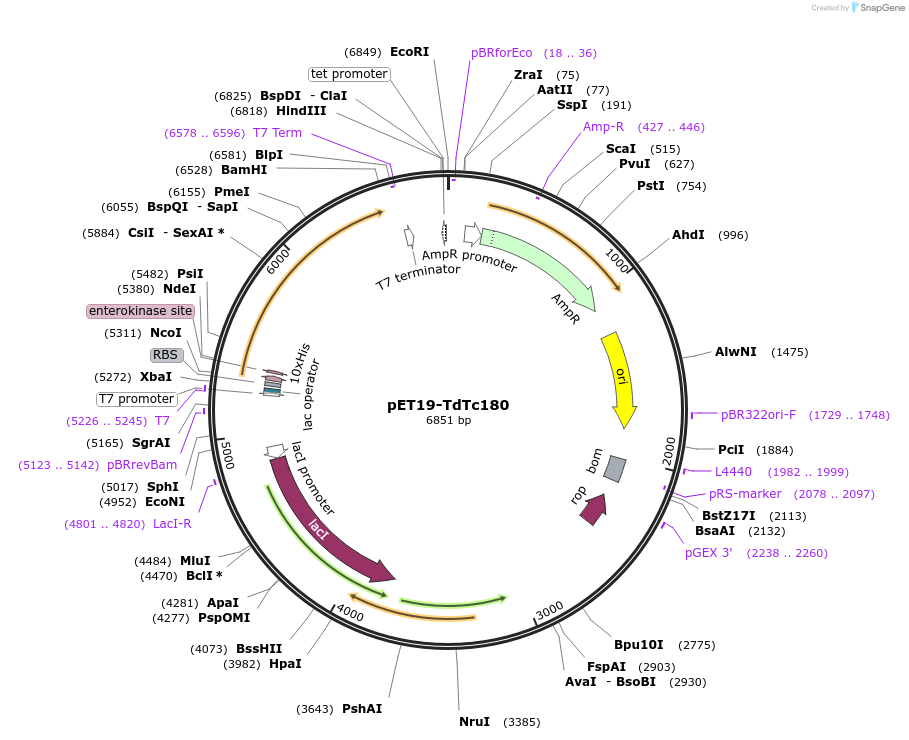 207462-plasmid-map-sequence-id-407791