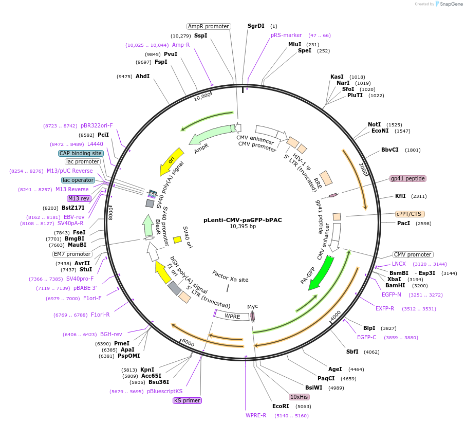204670-plasmid-map-sequence-id-407792