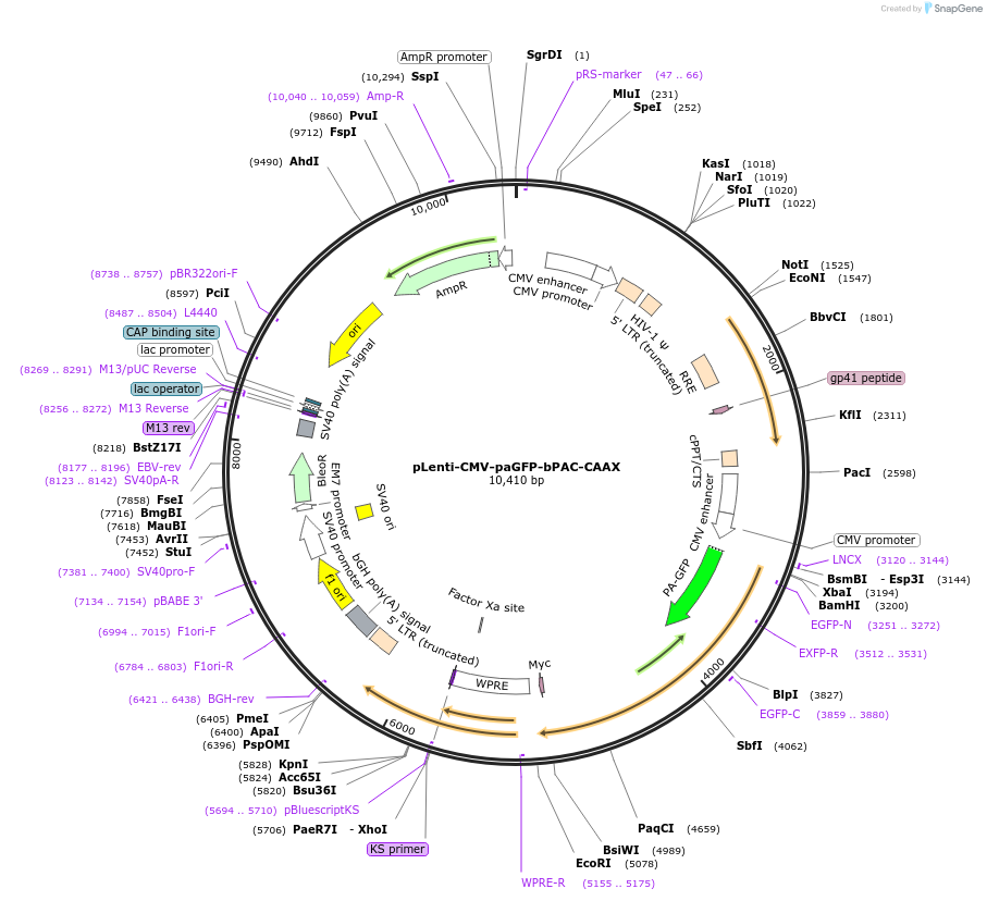 204671-plasmid-map-sequence-id-407793