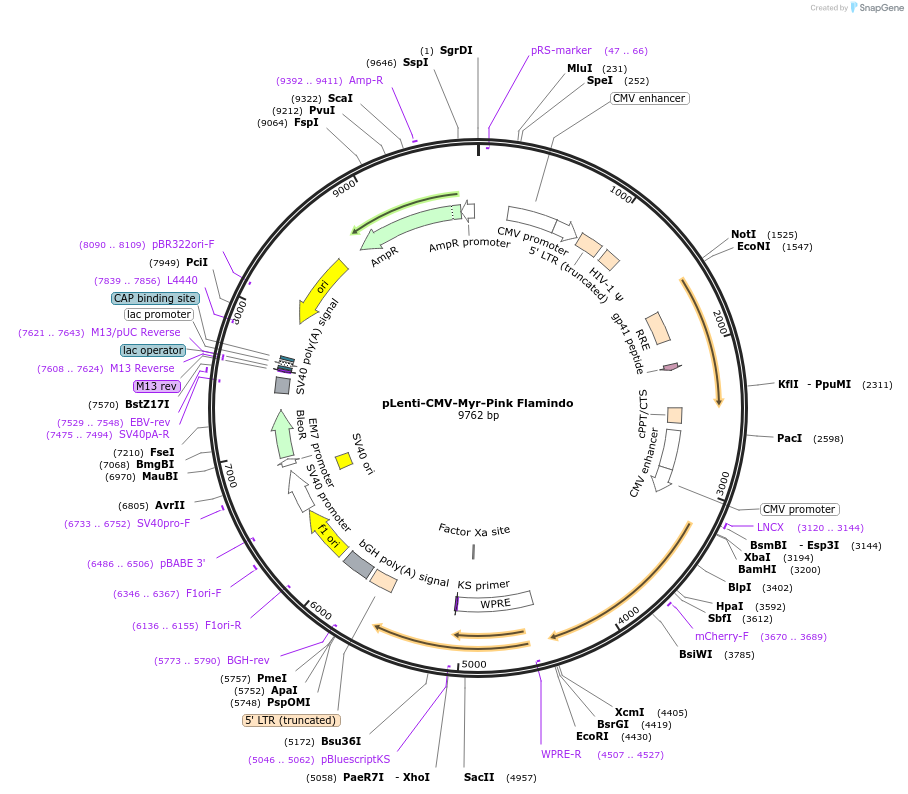 204669-plasmid-map-sequence-id-407794