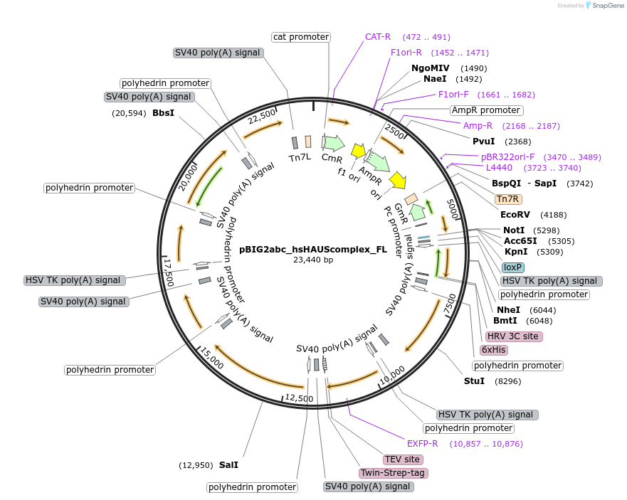 202203-plasmid-map-sequence-id-407808
