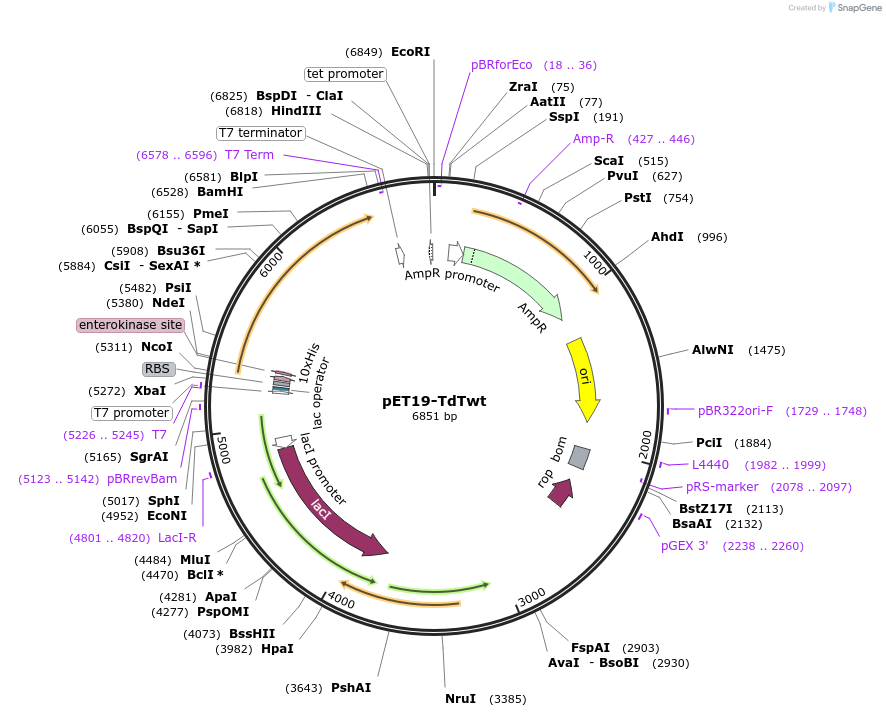 207466-plasmid-map-sequence-id-407819