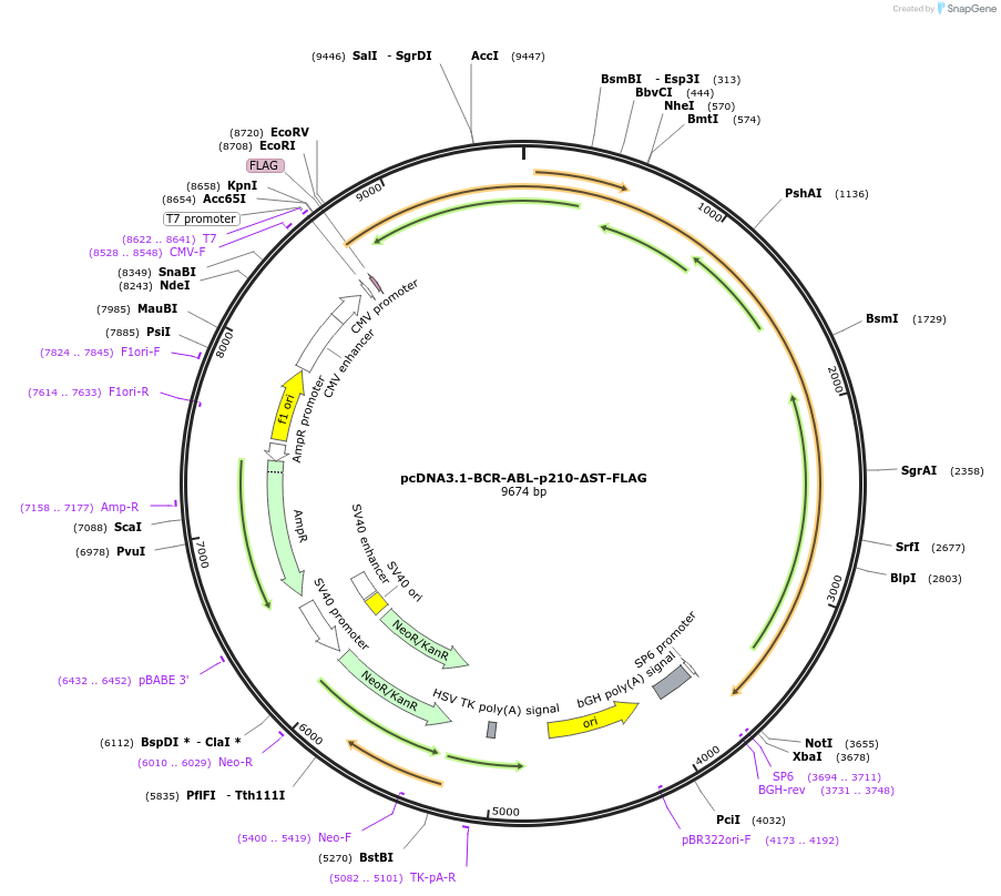 205623-plasmid-map-sequence-id-407821