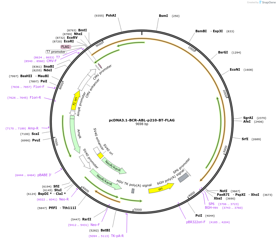205621-plasmid-map-sequence-id-407822
