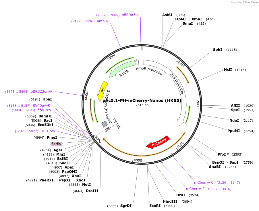 206468-plasmid-map-sequence-id-407841