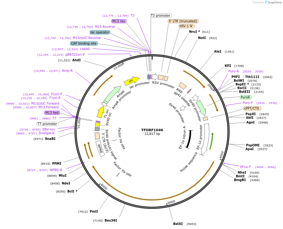 143748-plasmid-map-sequence-id-407849