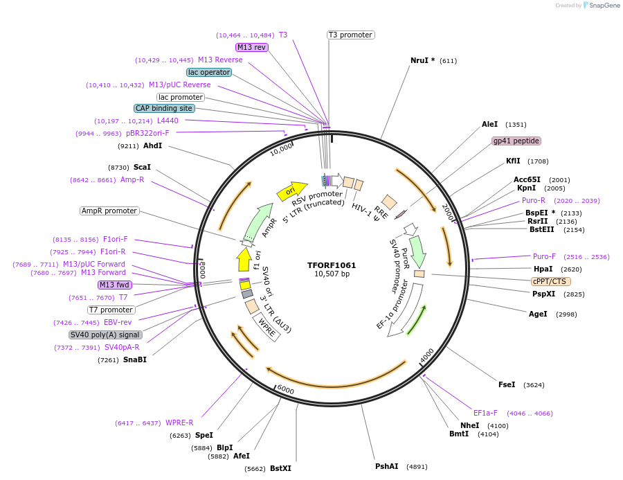 143750-plasmid-map-sequence-id-407850