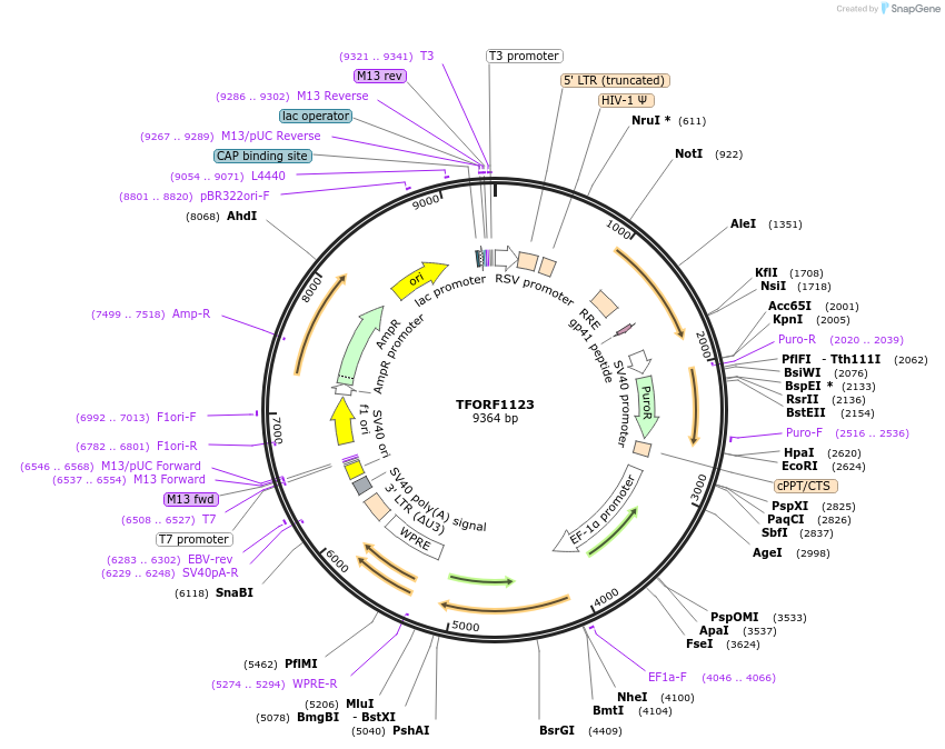 143764-plasmid-map-sequence-id-407859