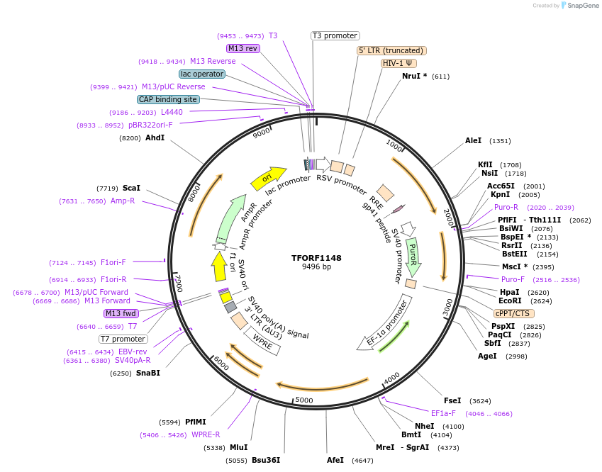 143768-plasmid-map-sequence-id-407862