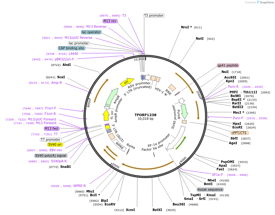 143774-plasmid-map-sequence-id-407867