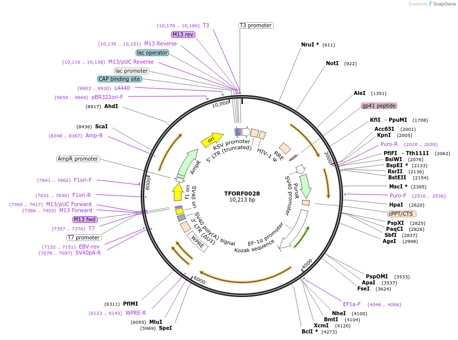 143683-plasmid-map-sequence-id-407869