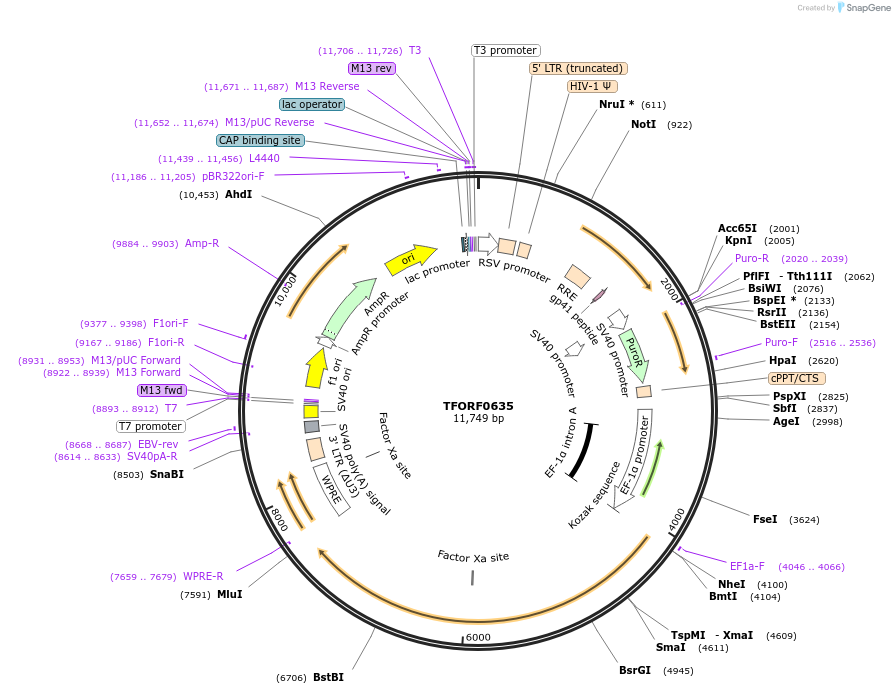 143721-plasmid-map-sequence-id-407870
