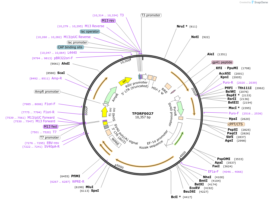 143682-plasmid-map-sequence-id-407872