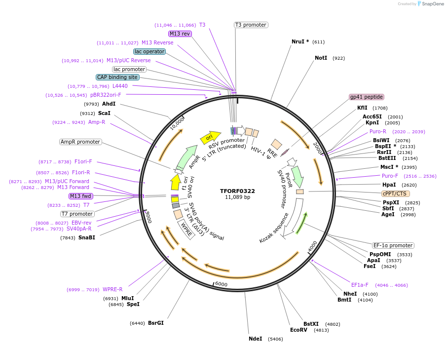 143689-plasmid-map-sequence-id-407876