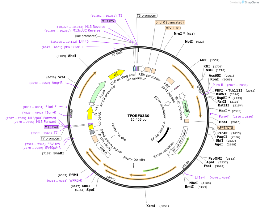 143693-plasmid-map-sequence-id-407879