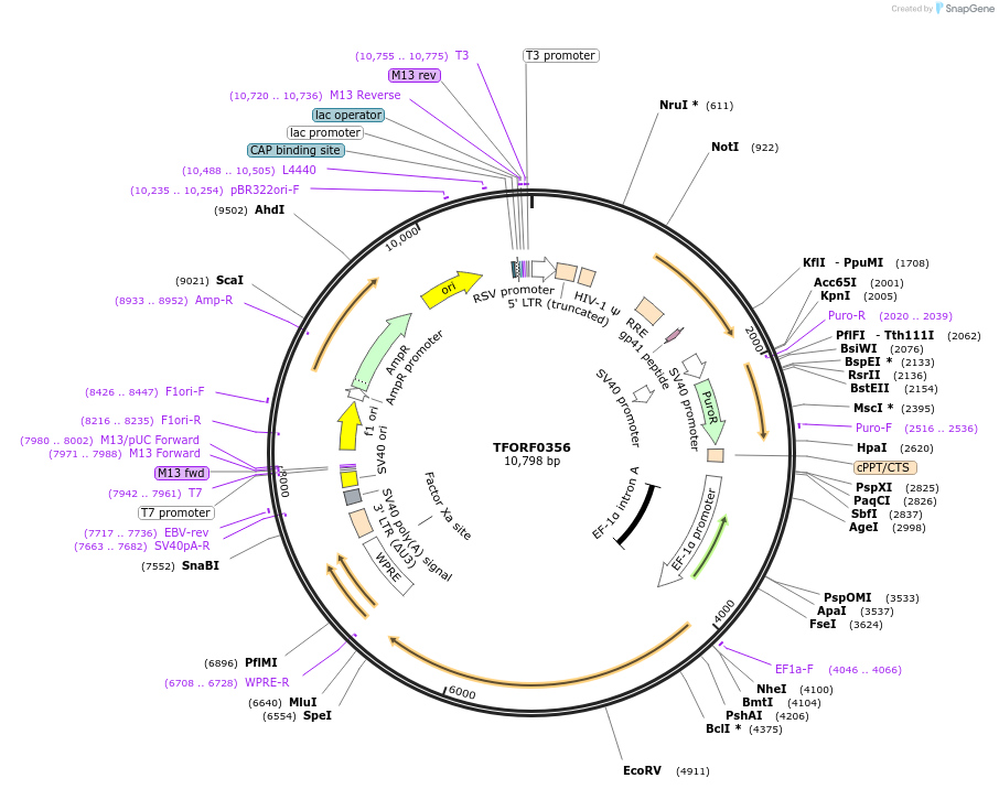 143695-plasmid-map-sequence-id-407880