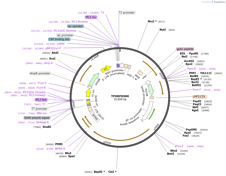 143716-plasmid-map-sequence-id-407882